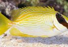 The Benefits of the Masked Spinetail Fish: Ecological, Economic, and Recreational Insights