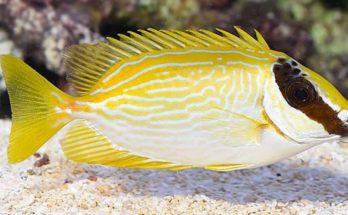 Masked Spinetail Fish