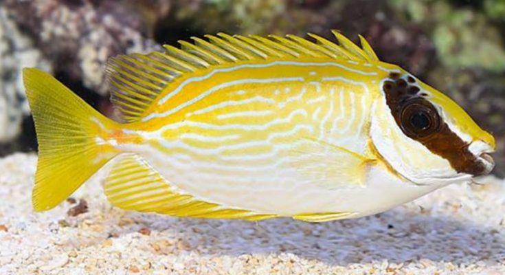 Masked Spinetail Fish