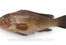 Discover the Freshness of Wild Hamour and Suman at Khalid Mehmood Fish Shop