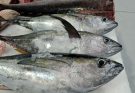 The Variety at Deira Fish Market: Your Ultimate Destination for Fresh Seafood