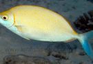 Benefits of Siganus Argenteus at KM Fish Seller Fish Market Your Premier Destination for Quality Seafood